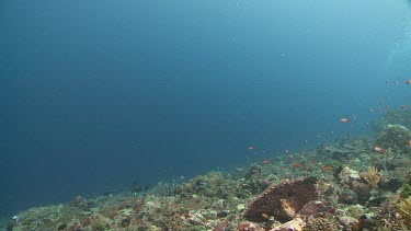 Diver floating in the current over a reef