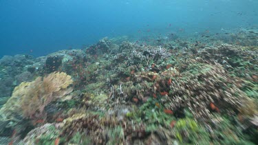 Fish trap on a reef