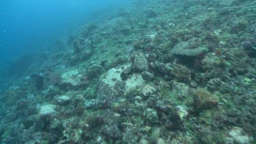 Colourful seabed underwater