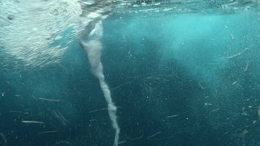 Whirlpools by the ocean surface