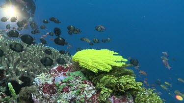 Diver floating by a yellow Feather Star blowing in the current