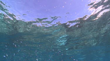 Large school of fish over a coral reef and at the surface