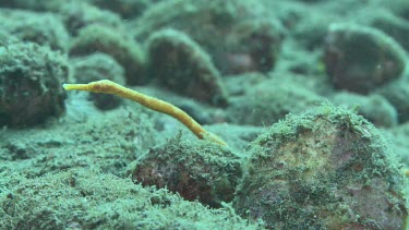 Close up of yellow Short-Tailed Pipefish