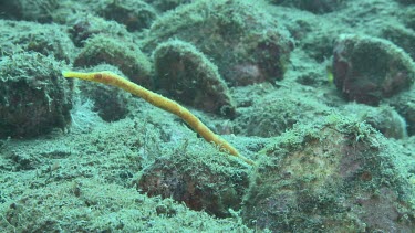 Yellow Short-Tailed Pipefish on the ocean floor