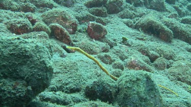 Yellow Short-Tailed Pipefish on the ocean floor