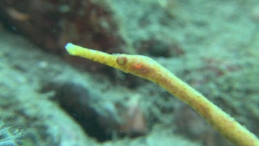 Close up of yellow Short-Tailed Pipefish