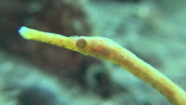 Close up of yellow Short-Tailed Pipefish