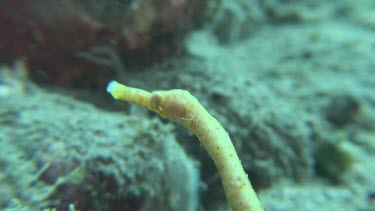 Close up of yellow Short-Tailed Pipefish