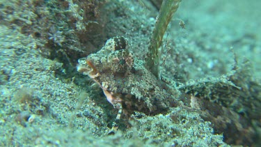 Fingered Dragonet camouflaged on the ocean floor