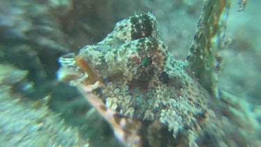 Fingered Dragonet camouflaged on the ocean floor