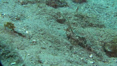 Fingered Dragonet camouflaged on the ocean floor