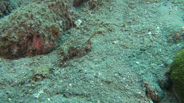 Fingered Dragonet camouflaged on the ocean floor