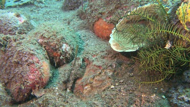 Fingered Dragonet camouflaged on the ocean floor