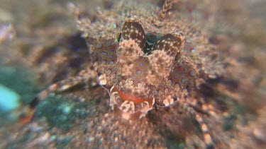 Fingered Dragonet camouflaged on the ocean floor