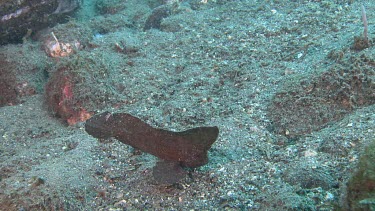 Leaf-like Cockatoo Waspfish on the ocean floor