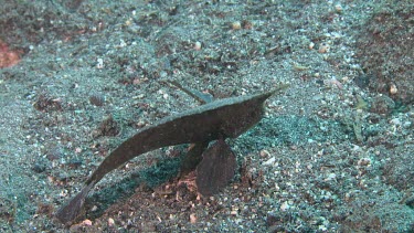 Leaf-like Cockatoo Waspfish on the ocean floor