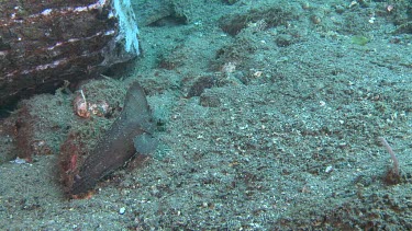 Leaf-like Cockatoo Waspfish on the ocean floor