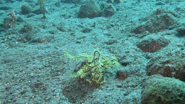 Yellow Feather Star walking on the ocean floor