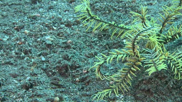 Yellow Feather Star walking on the ocean floor