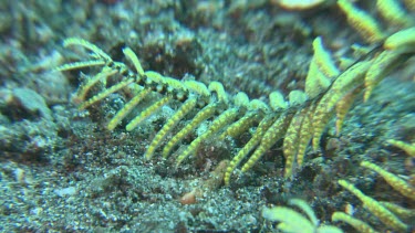 Yellow Feather Star walking on the ocean floor