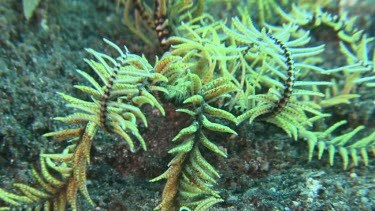 Yellow Feather Star walking on the ocean floor