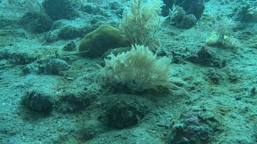 Rubbish drifting in the current over the ocean floor