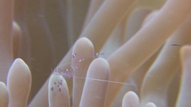 Sarasvati Anemone Shrimp on a pink Sea Anemone