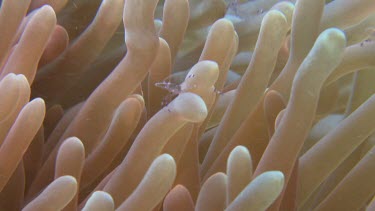 Sarasvati Anemone Shrimp on a pink Sea Anemone