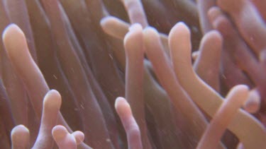 False Clownfish and pink Sea Anemone