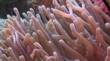 False Clownfish and pink Sea Anemone