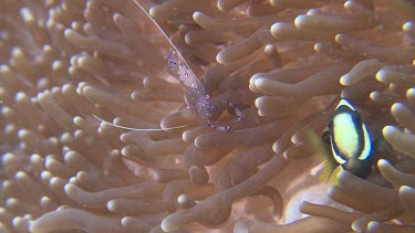 Sarasvati anemone shrimp and sebaeanemonefish