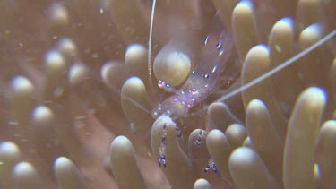 Close up of Sarasvati Anemone Shrimp on a pink Sea Anemone