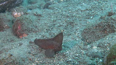 Leaf-like Cockatoo Waspfish on the ocean floor