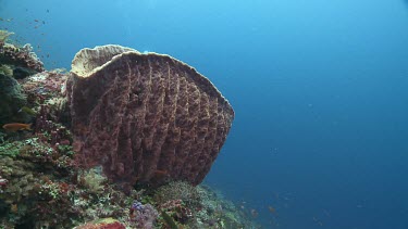 Diver swimming by Barrel Coral on a reef