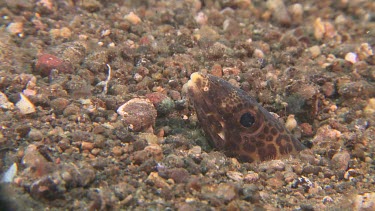 Barred Sand Conger poking its head out of a hole