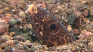 Barred Sand Conger poking its head out of a hole