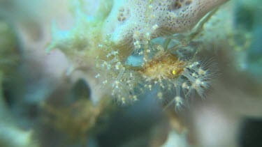 Spider Crab on Sea Anemone in the Lembeh Straits, Sulawesi