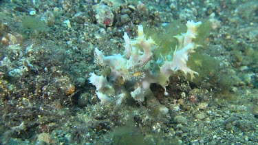 Spider Crab on Sea Anemone in the Lembeh Straits, Sulawesi