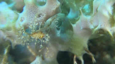 Spider Crab on Sea Anemone in the Lembeh Straits, Sulawesi