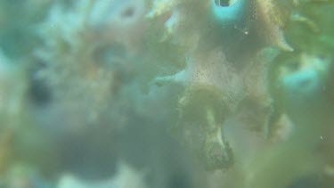 Spider Crab on Sea Anemone in the Lembeh Straits, Sulawesi