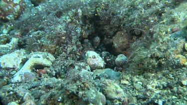 Peacock Mantis Shrimp moving rocks from a hole