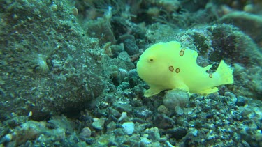 Juvenile Painted Frogfish on the ocean floor