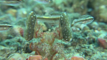 Close up of Lisa's Mantis Shrimp on the ocean floor