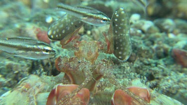 Close up of Lisa's Mantis Shrimp on the ocean floor