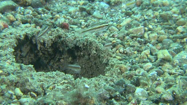 Lisa's Mantis Shrimp emerging from its hole in the ocean floor