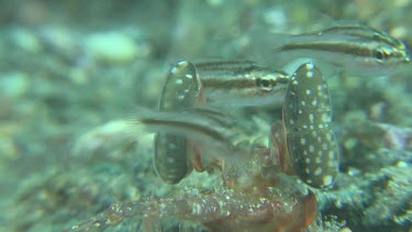 Close up of Lisa's Mantis Shrimp on the ocean floor