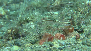 Close up of Lisa's Mantis Shrimp on the ocean floor
