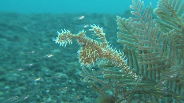 Ornate Ghost Pipefish hidden among other sea life