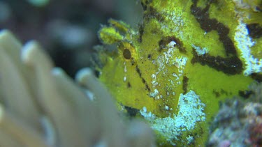 Close up of yellow Weedy Scorpionfish