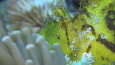 Close up of yellow Weedy Scorpionfish